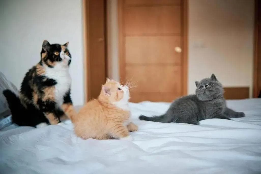 猫咪吐白色泡沫的原因、处理方法与预防措施