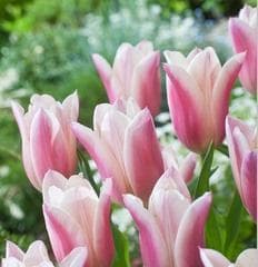 郁金香花的寓意与传达（以郁金香送几朵的含义是什么）