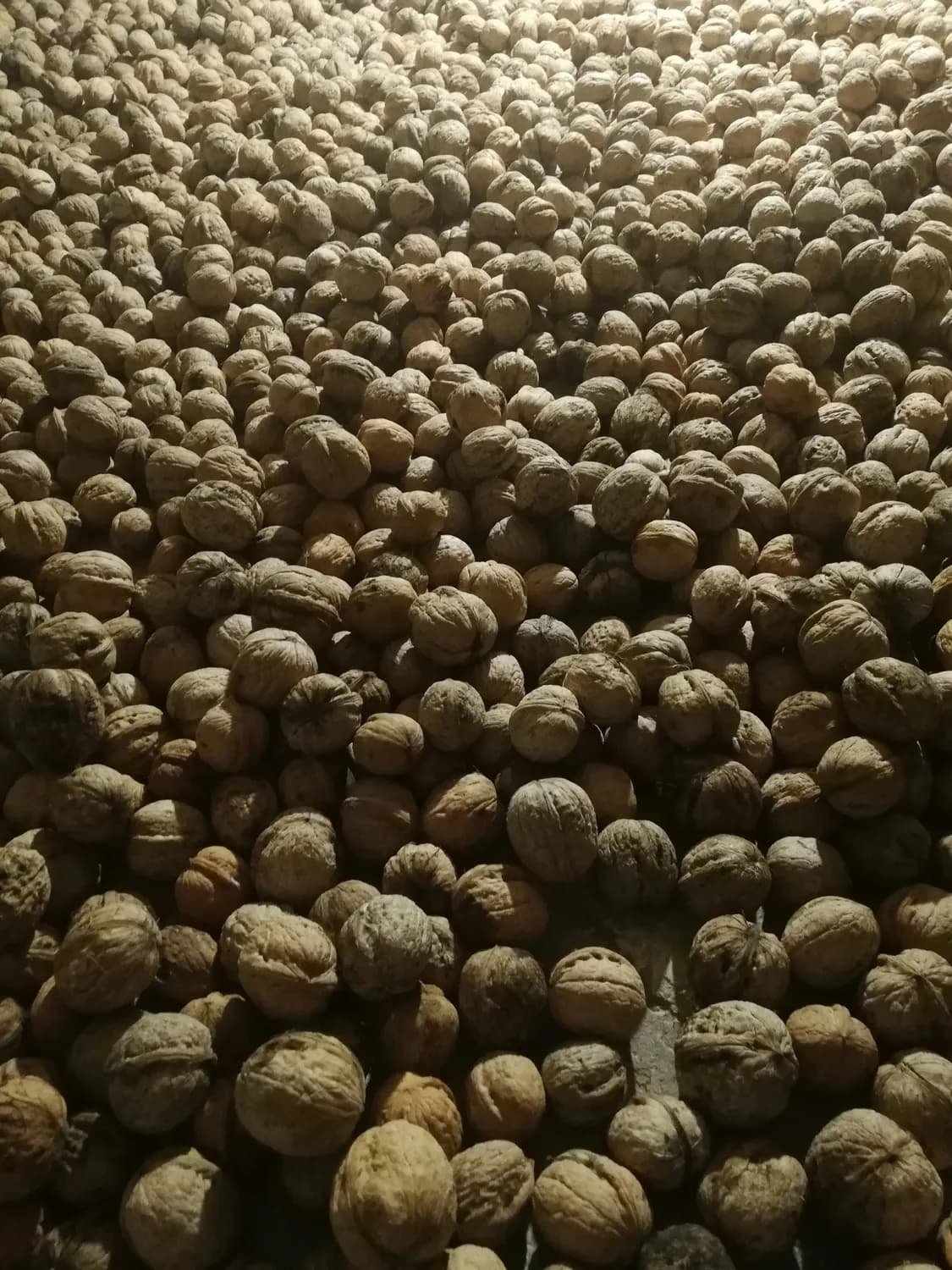 每日桂圆干食用量揭秘：10-15颗刚刚好！