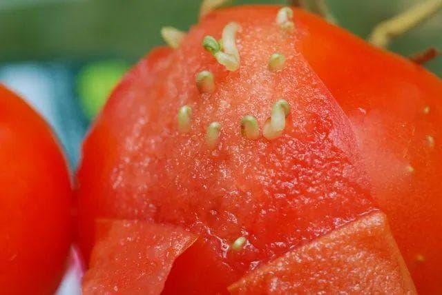 切开西红柿，发现里面长满了“豆芽”，网友试吃表示味道有点不一样，真没毒吗？