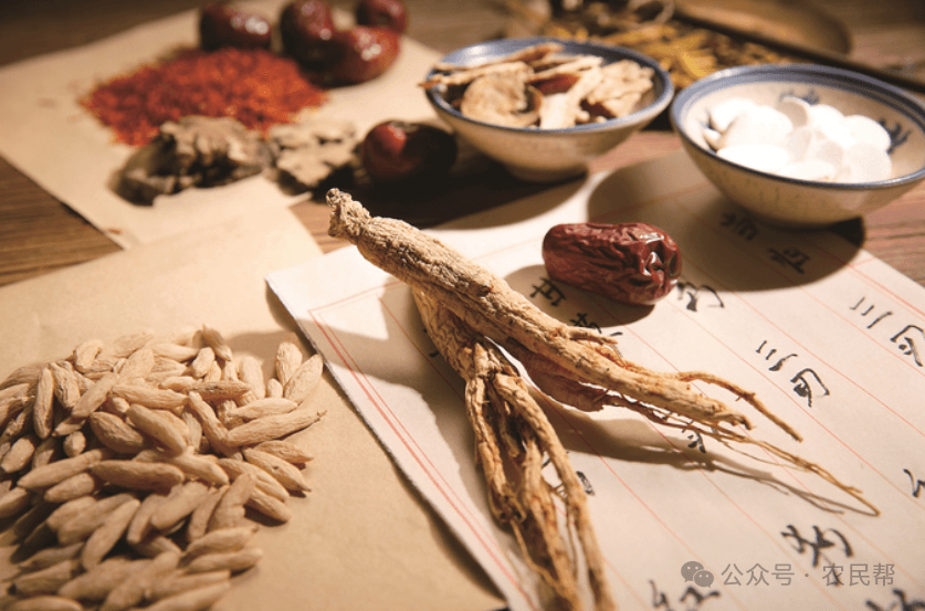 附子配伍揭秘：中医经典药对组合的神奇疗效如何实现？