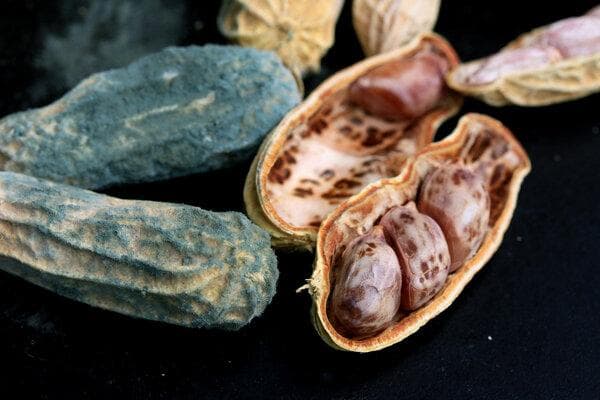 植物病害的类型、诊断与防治方法