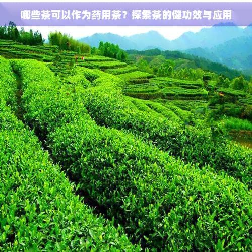 哪些茶可以作为药用茶？探索茶的健康功效与应用