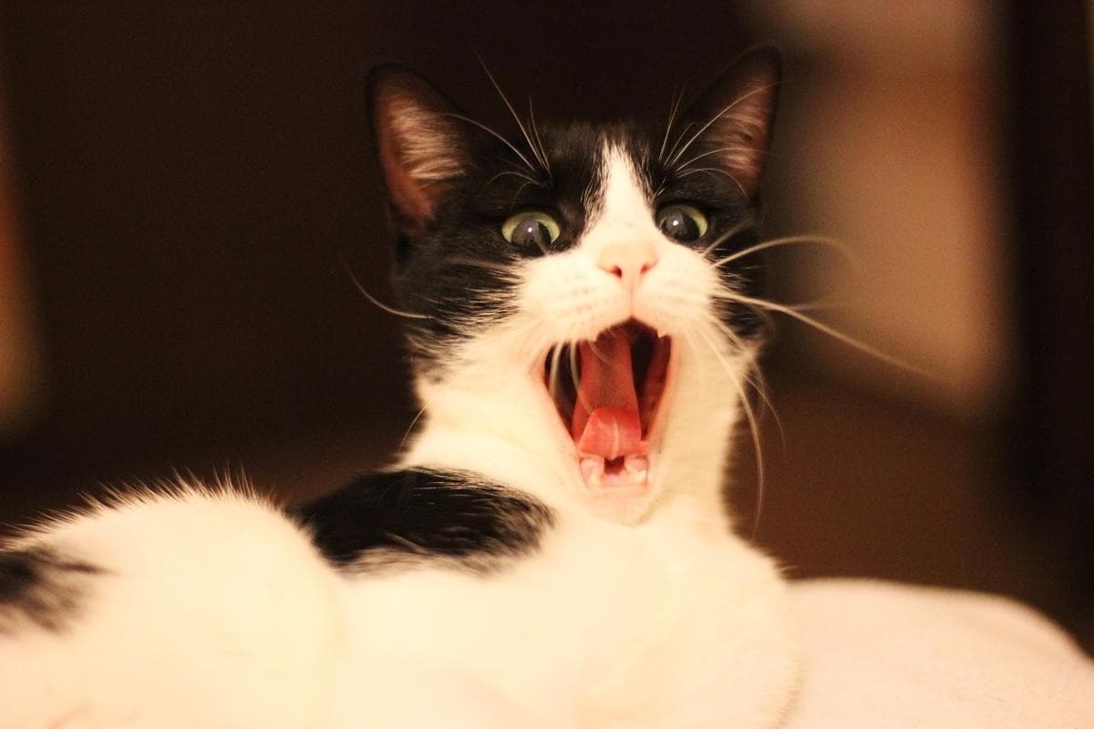猫咪吐毛球的正常频率与预防指南