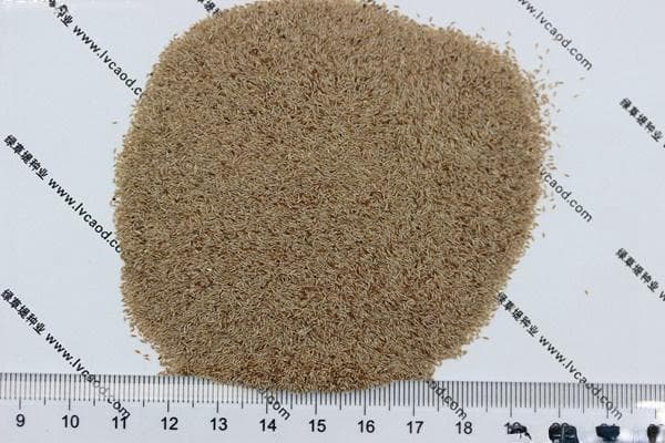四叶草种植指南：从土壤准备到养护管理的全方位建议
