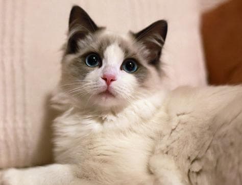 如何与猫玩耍以及为什么它如此重要