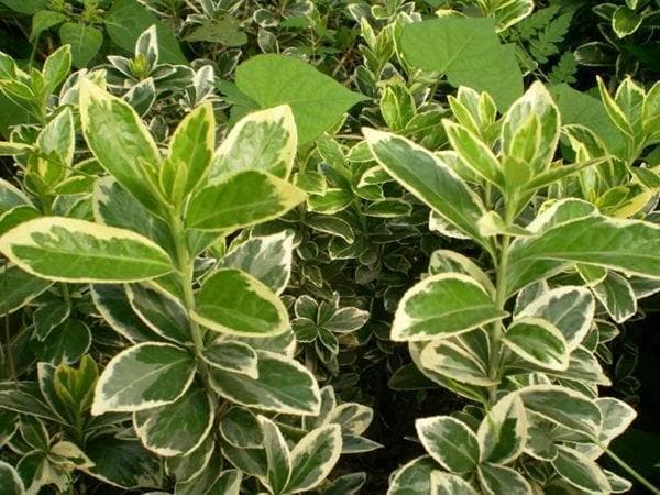 栀子花种在哪里最好？一文详解种植要点及绿篱苗木推荐