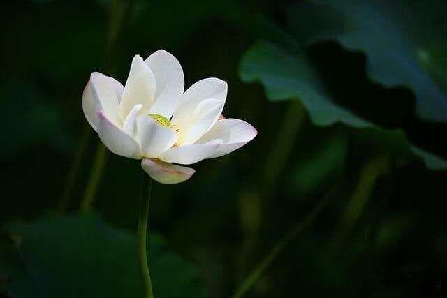 白莲花：纯洁、高洁与爱情的象征意义