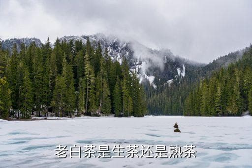 白茶分生熟茶吗，老白茶是生茶还是熟茶