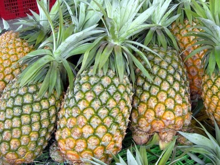 高血糖可以吃凤梨吗？凤梨的升糖指数是多少？