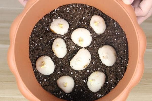 郁金香种球养殖全攻略：从消毒到开花的每一个细节