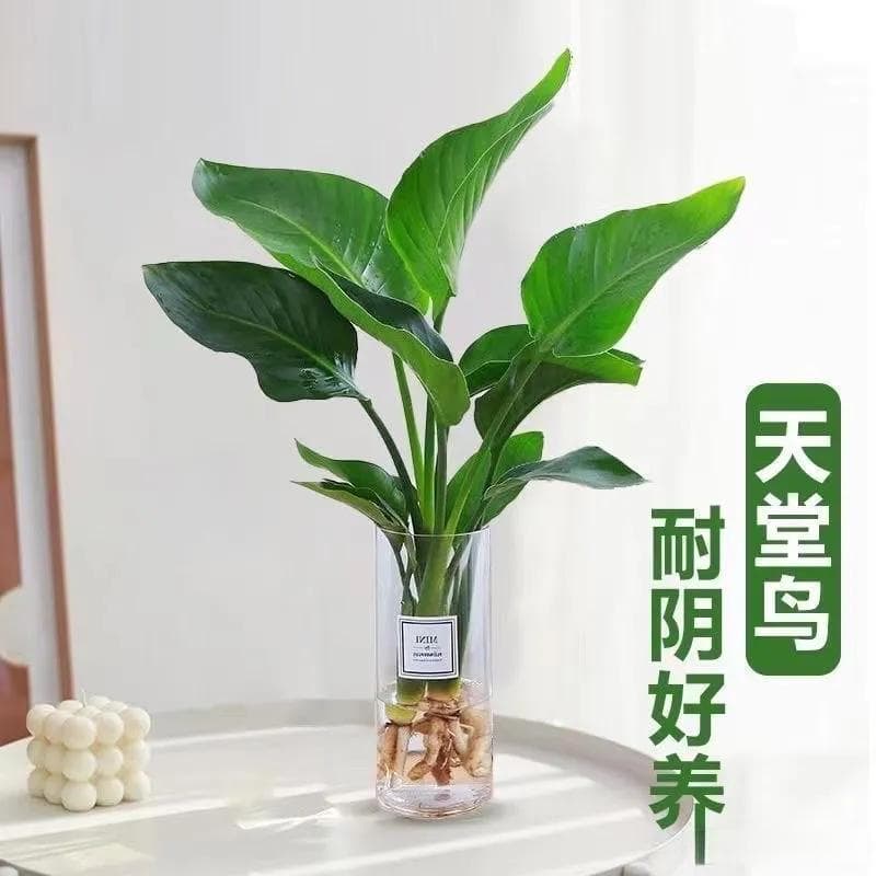 3种比多肉还好养的水培植物，为家中添上一抹生机！