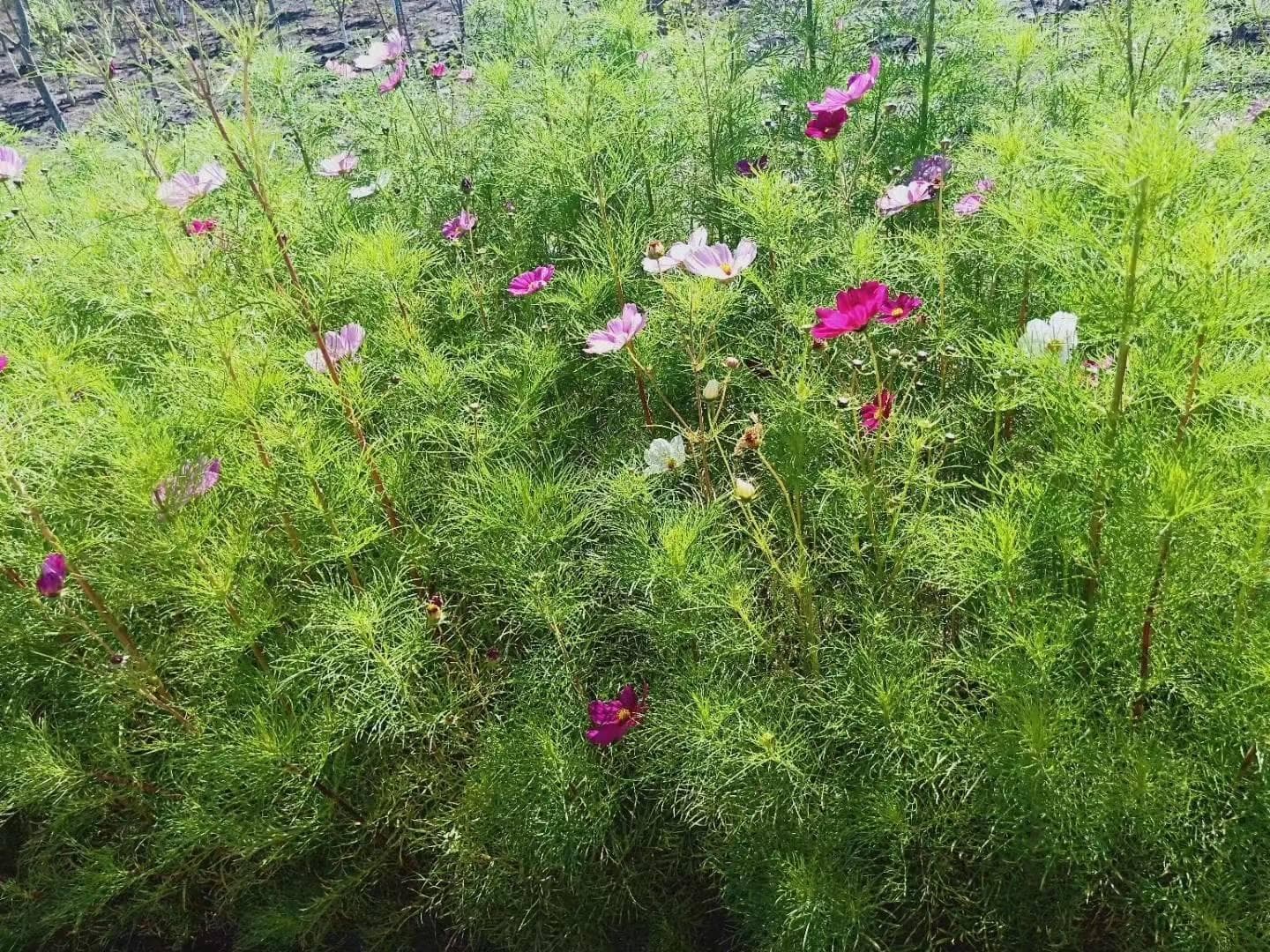 车主拿了两个配件说换上它就能省油，汽修师傅：这方法的确不错，你认同吗？