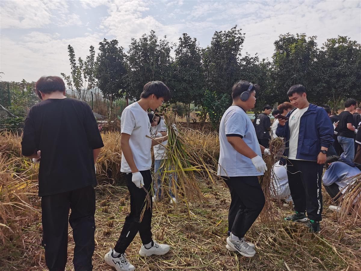 割稻穗、挖红薯、磨豆浆，高校新生劳动教育实践新鲜又有趣