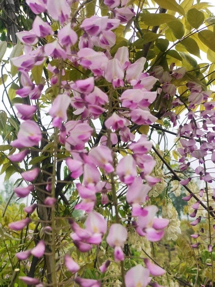 丰花紫藤：一年开几次花？种植方法详解