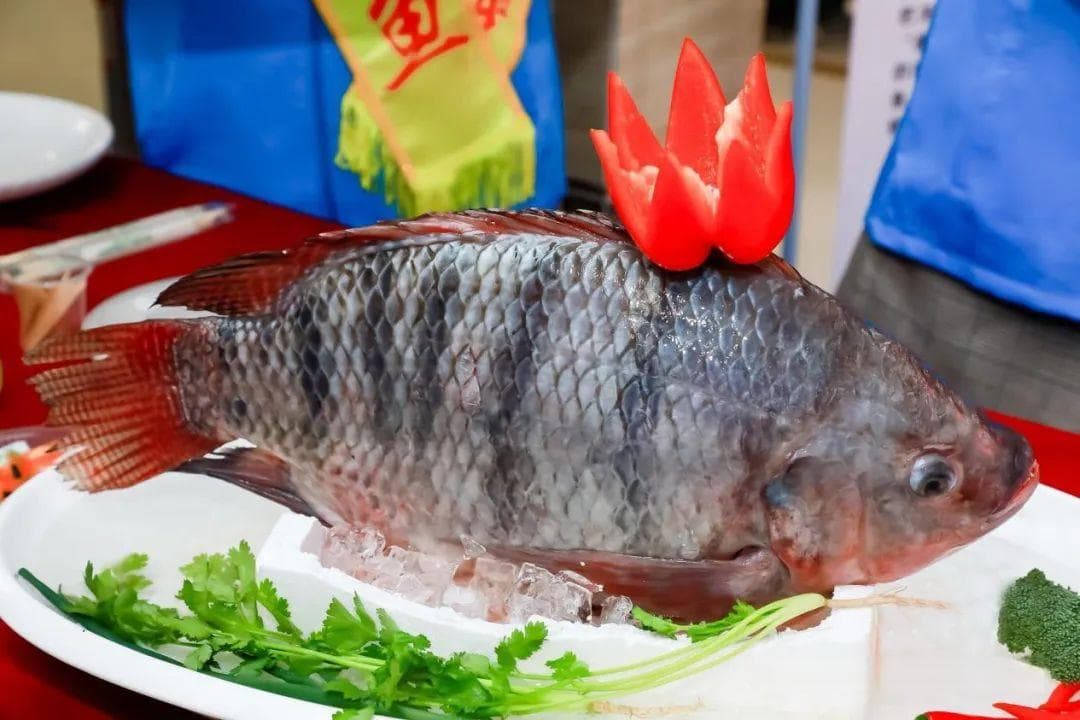 鱼跃“农”门销世界！年鱼经济助力茂名罗非鱼游上全球餐桌