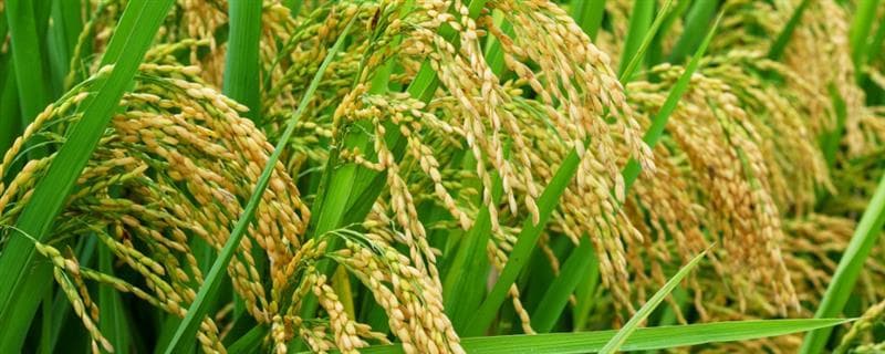 中国各地水稻种植与收获时间及主要病虫害全解析