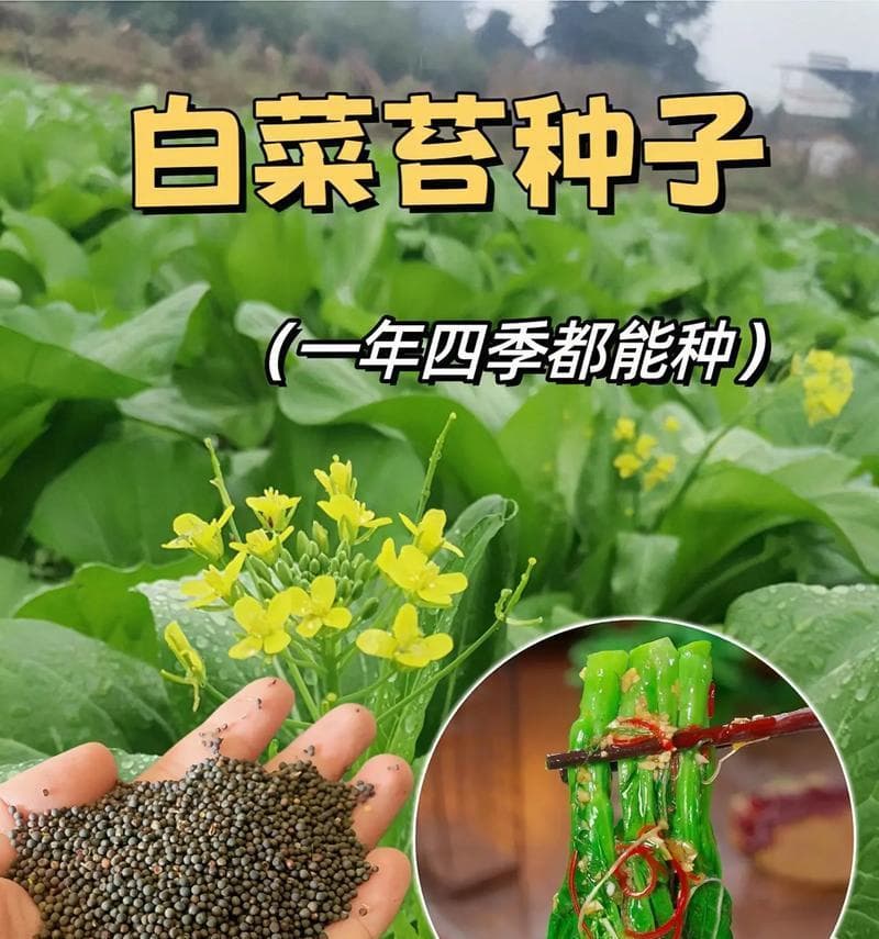 大白菜种植全指南：从选种到采收的实用技术要点