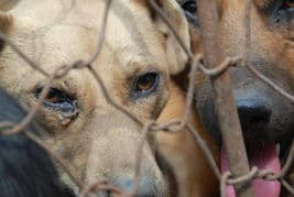 营造温馨环境，心理疏导助犬适应新家