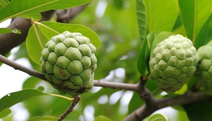 释迦果怎么催熟最快？5种实用催熟方法详解