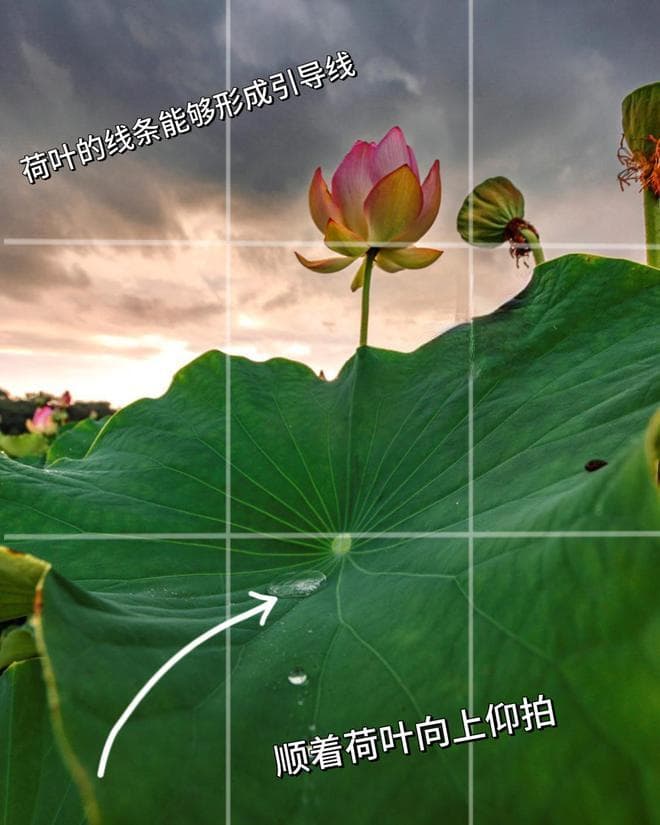 你的荷花照片，拍好看了吗？12个荷花摄影技巧快来学