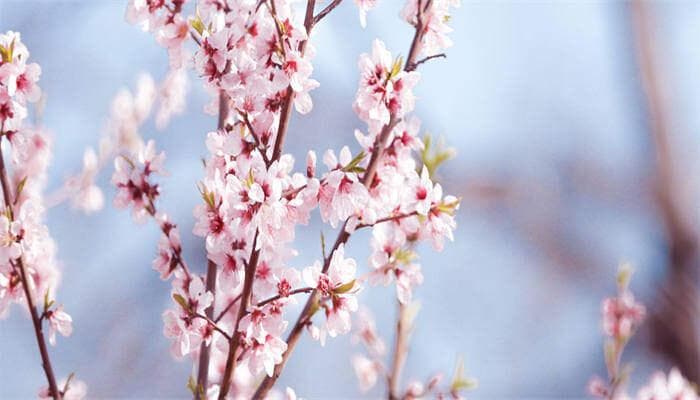 桃树什么时候开花
