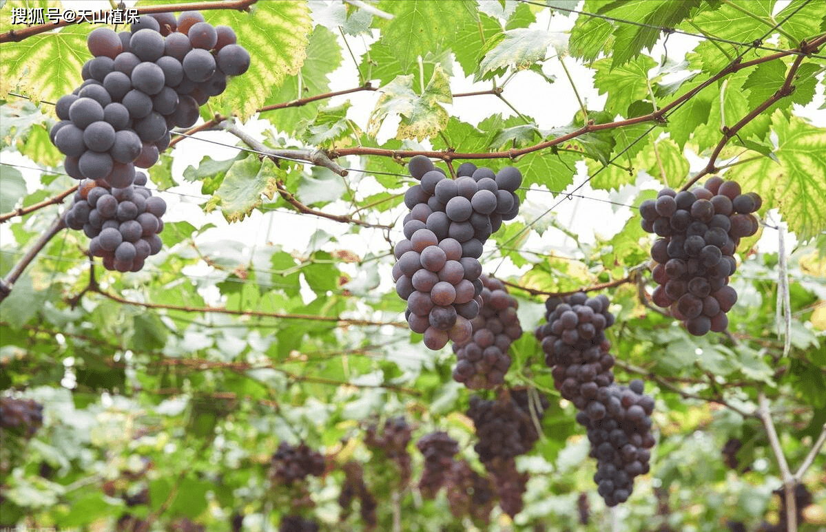 巨峰葡萄品种的优缺点