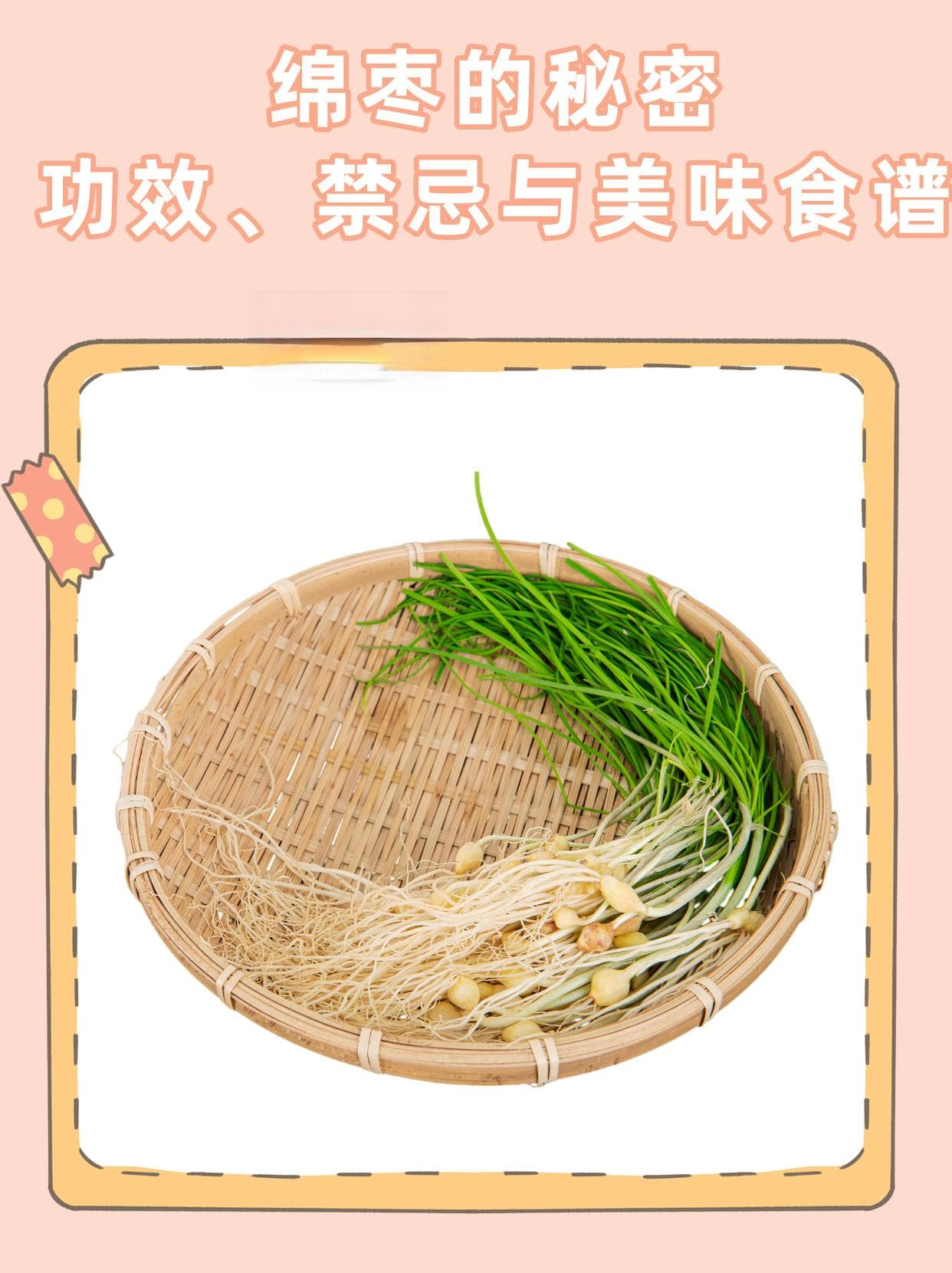 绵枣的秘密：功效、禁忌与美味食谱