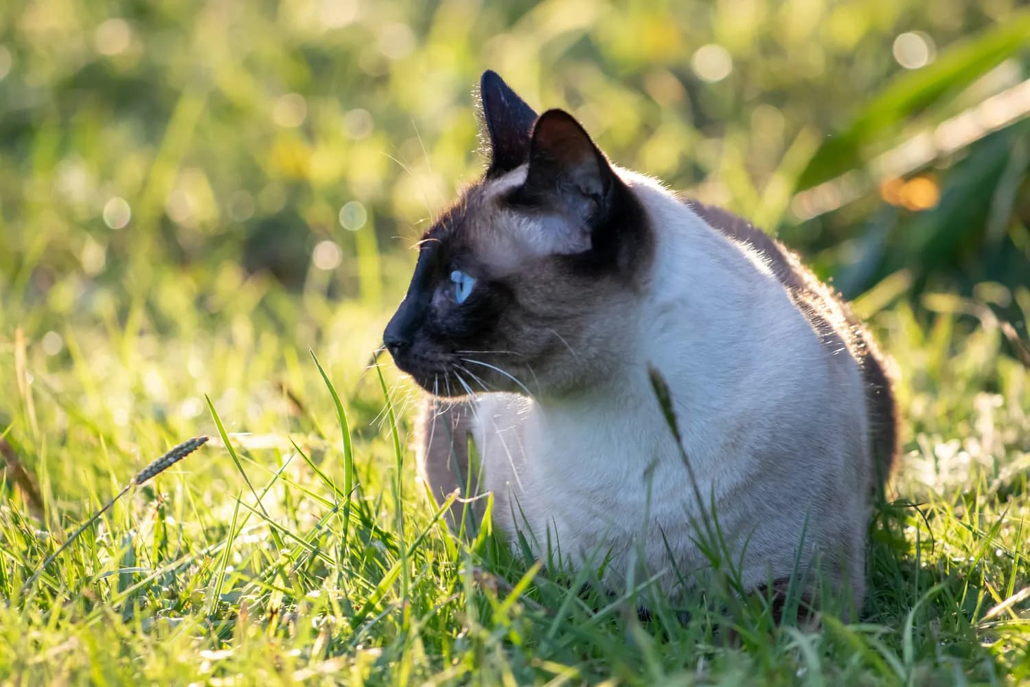 揭秘暹罗猫和喜马拉雅猫的神奇毛色变化