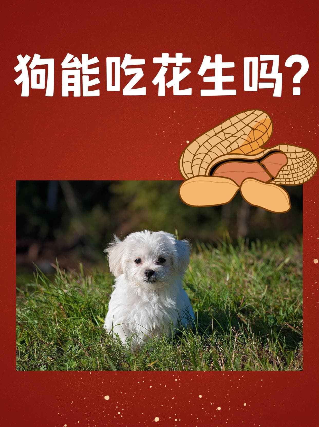 狗狗能吃花生但需谨慎：营养价值与风险防范指南