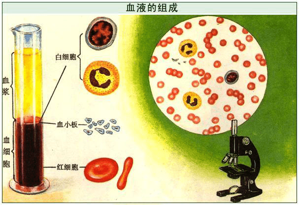 缤纷的血液世界，人的血液的颜色一共有几种？