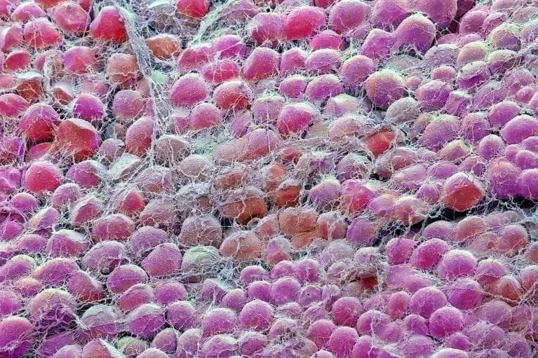 Nature研究推翻节食延寿传统认知，免疫基因作用超代谢