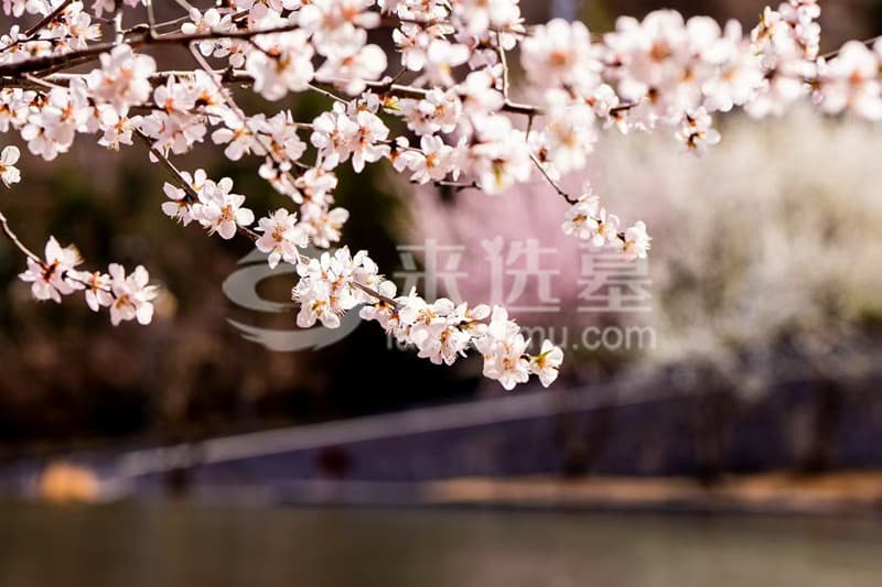 清明祭扫全攻略：时间、贡品与仪式详解