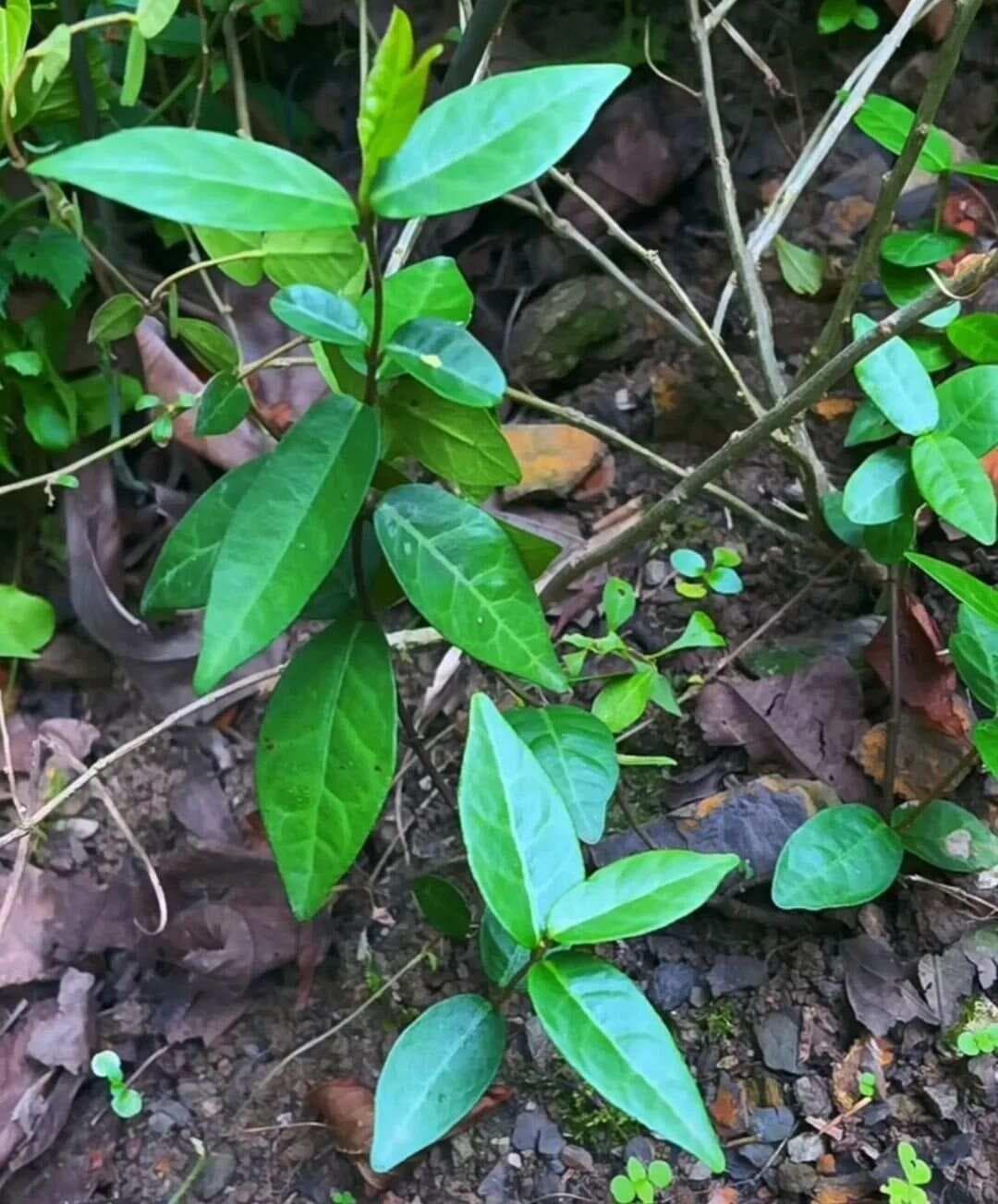 络石藤：中医药箱的祛风通络瑰宝与凉血消肿奇药