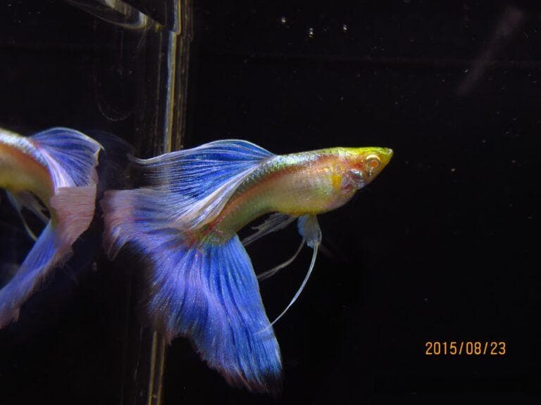 孔雀鱼的正确饲养方法（孔雀鱼水温水质喂食要求）