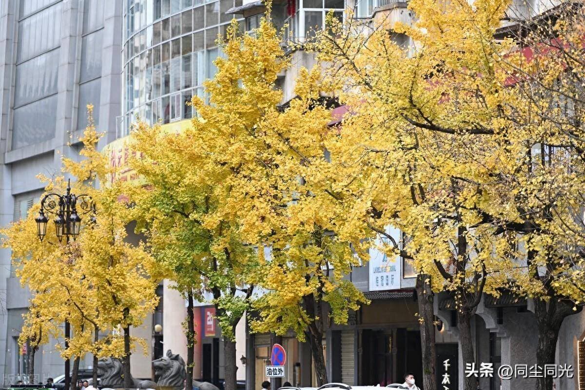 关于植物的诗歌有哪些（适合四年级摘抄的现代诗）