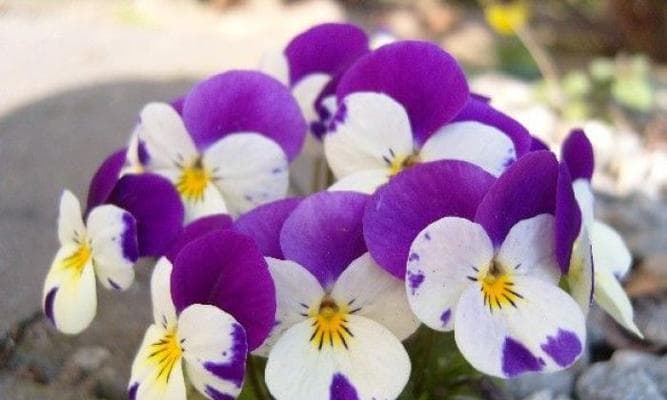三色堇种植指南（时间、方法、技巧）