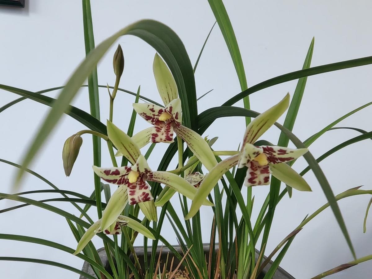 秋季兰花叶子从根部变黑枯萎？有了这些技巧，助你拯救心爱的兰花