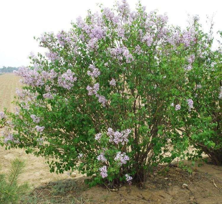 丁香树：从种植到管理的全面指南