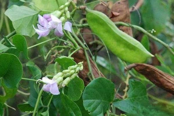 刀豆种植时间和方法