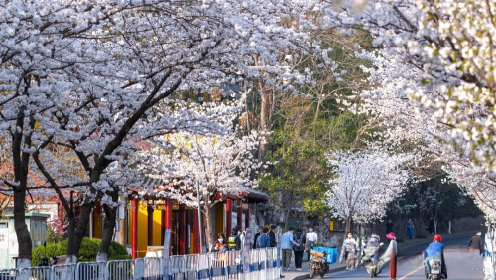 金陵之春限定浪漫｜南京樱花季全攻略：私藏机位·秘境打卡·赏樱暗号