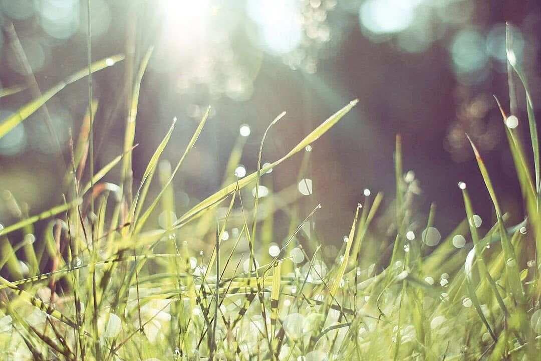 《百合狐惑阴阳毒病脉证治第三》总结