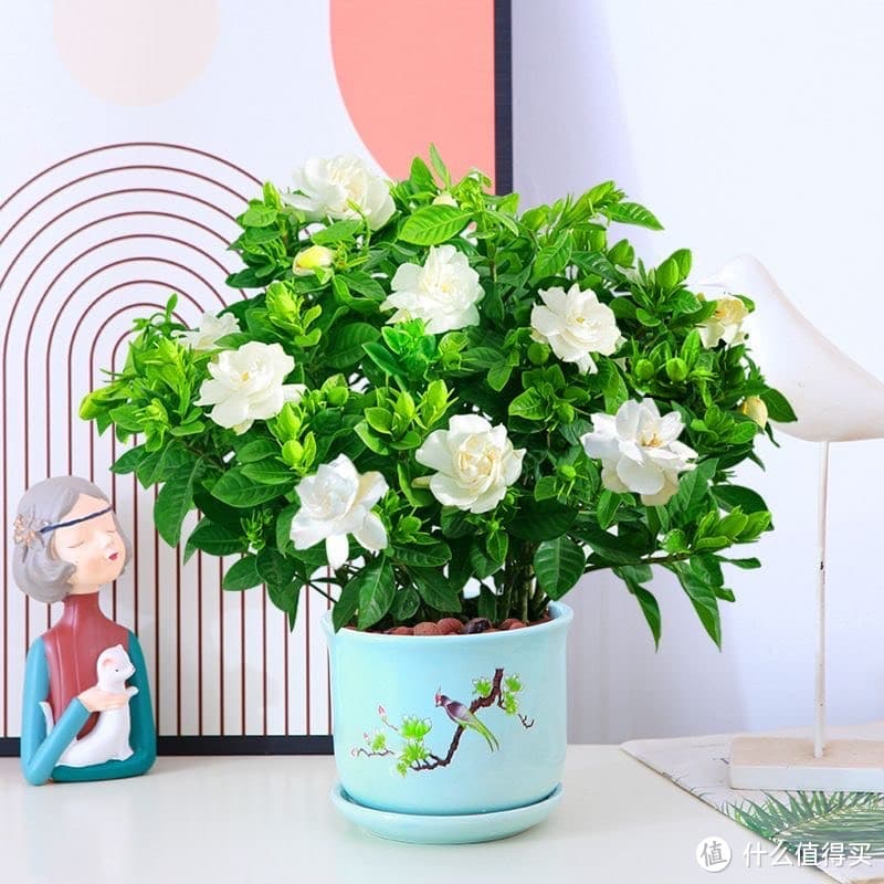 3种开花香味好闻的盆栽植物，你喜欢哪一种？