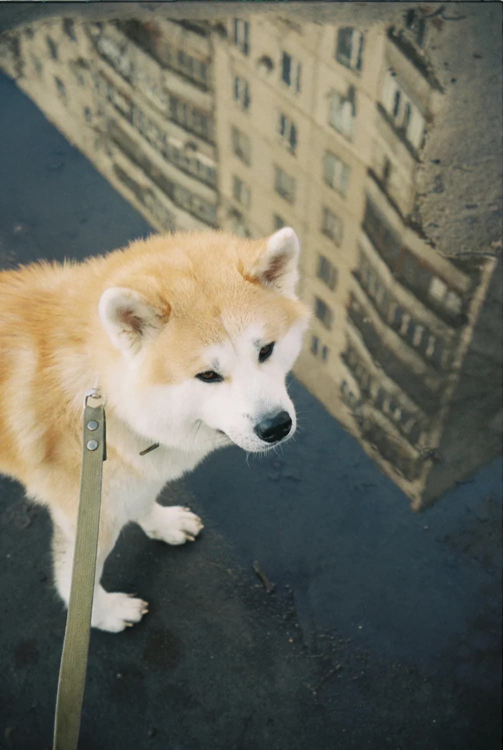 忠犬八公和加菲猫，谁是最佳儿童宠物？