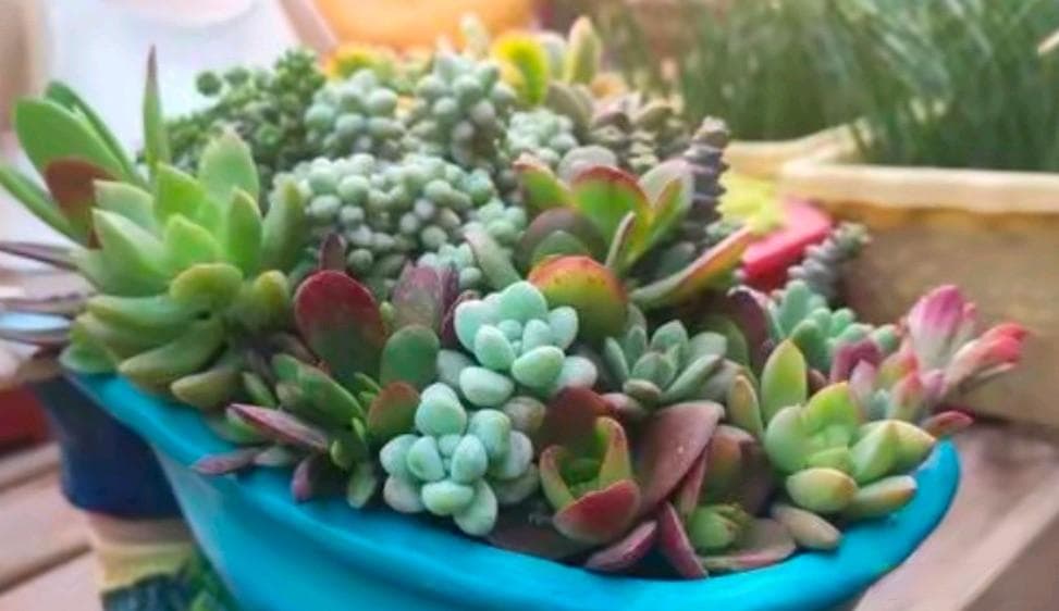 从选盆到施肥：多肉植物养护四大要点详解