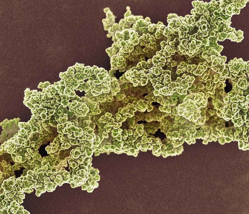 科技名词 | 细胞外基质 extracellular matrix