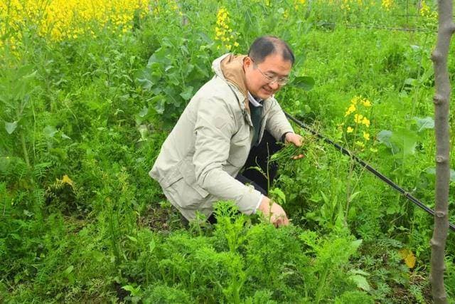 果园杂草怎么办？全部清除？NO！看看成都蒲江这些新招→