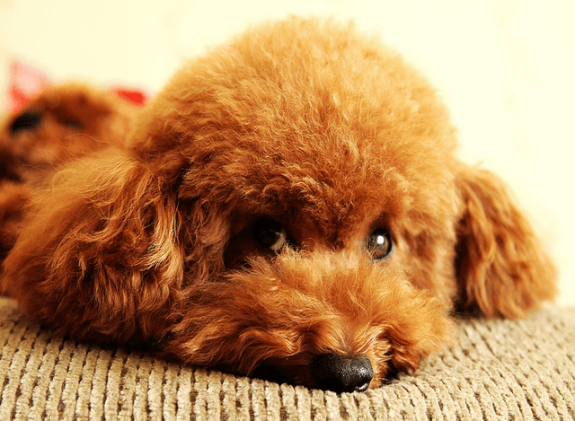 泰迪犬怎样训练握手