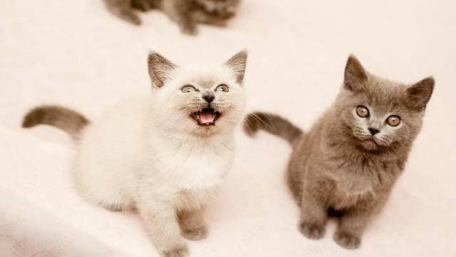 不能给猫咪乱吃的人类食物，都了解了吗？