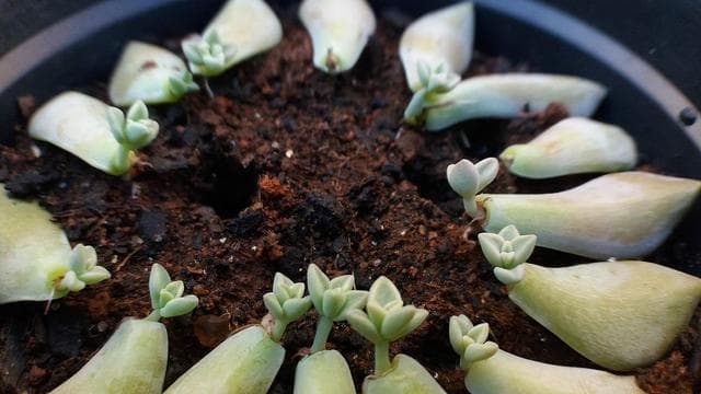 多肉植物叶插繁殖全攻略：6步打造专属多肉花园